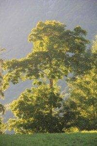 Un arbre aux feuilles vertes est illuminé par la lumière du soleil dans une zone herbeuse. Un arbre aux feuilles vertes est illuminé par la lumière du soleil dans une zone herbeuse.