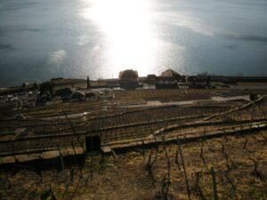 Lac ensoleillé avec un reflet, bordé de vignes en terrasses et de petits bâtiments au bord de la mer. Lac ensoleillé avec un reflet, bordé de vignes en terrasses et de petits bâtiments au bord de la mer.